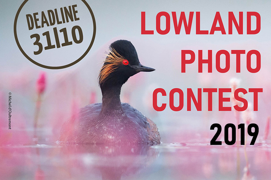 LowlandContest2019_cover NL-visual-klein