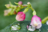 IMG_0791-189px