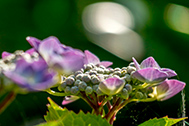 IMG_0873-189px