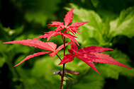 IMG_0897-189px