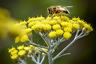 IMG_0907-189px