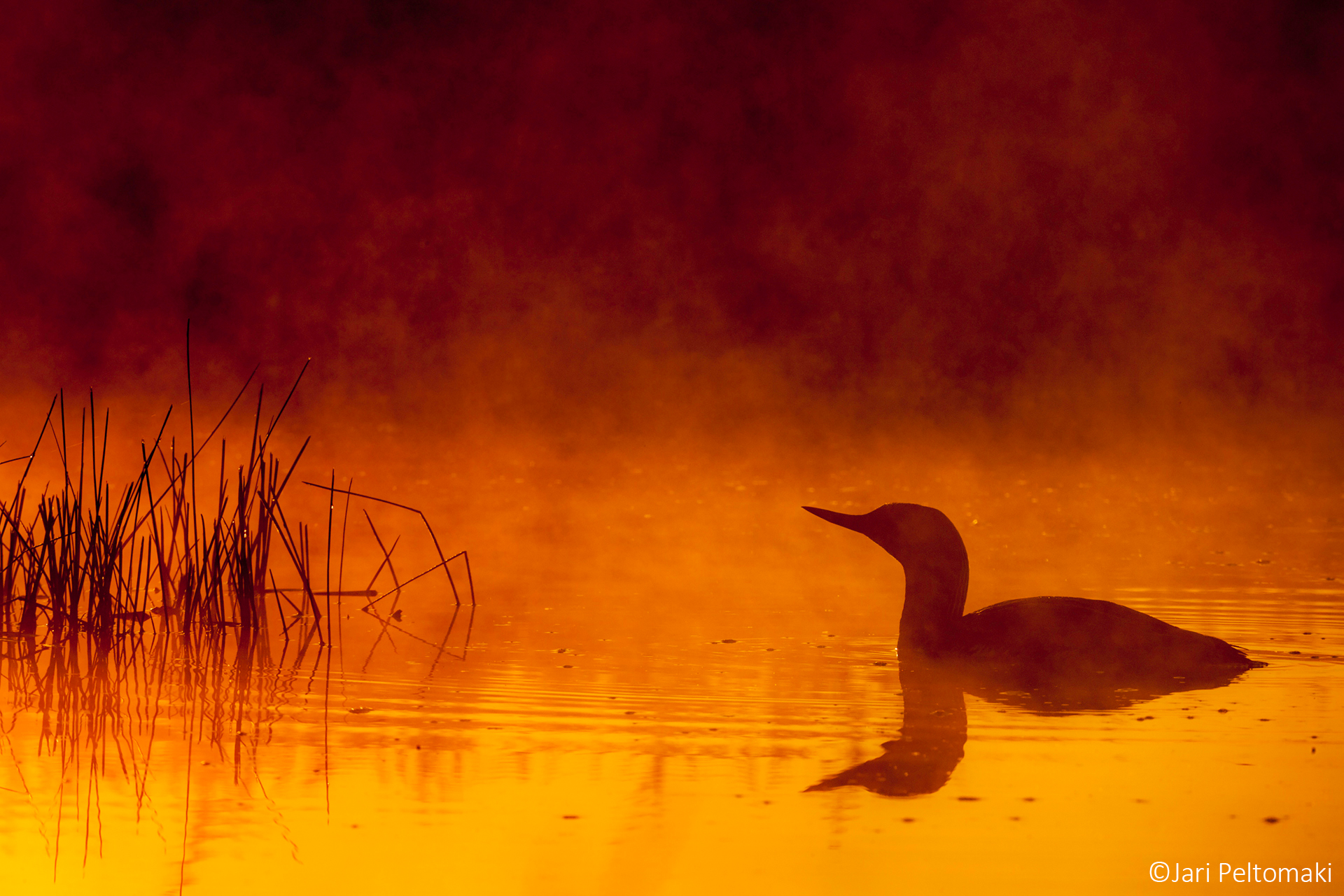 Nature_Talks_Photo_Festival___Contest-Jari_Peltomaki