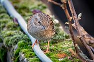 IMG_2751-189px