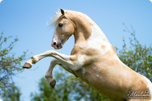 00_paardenfotografie.png