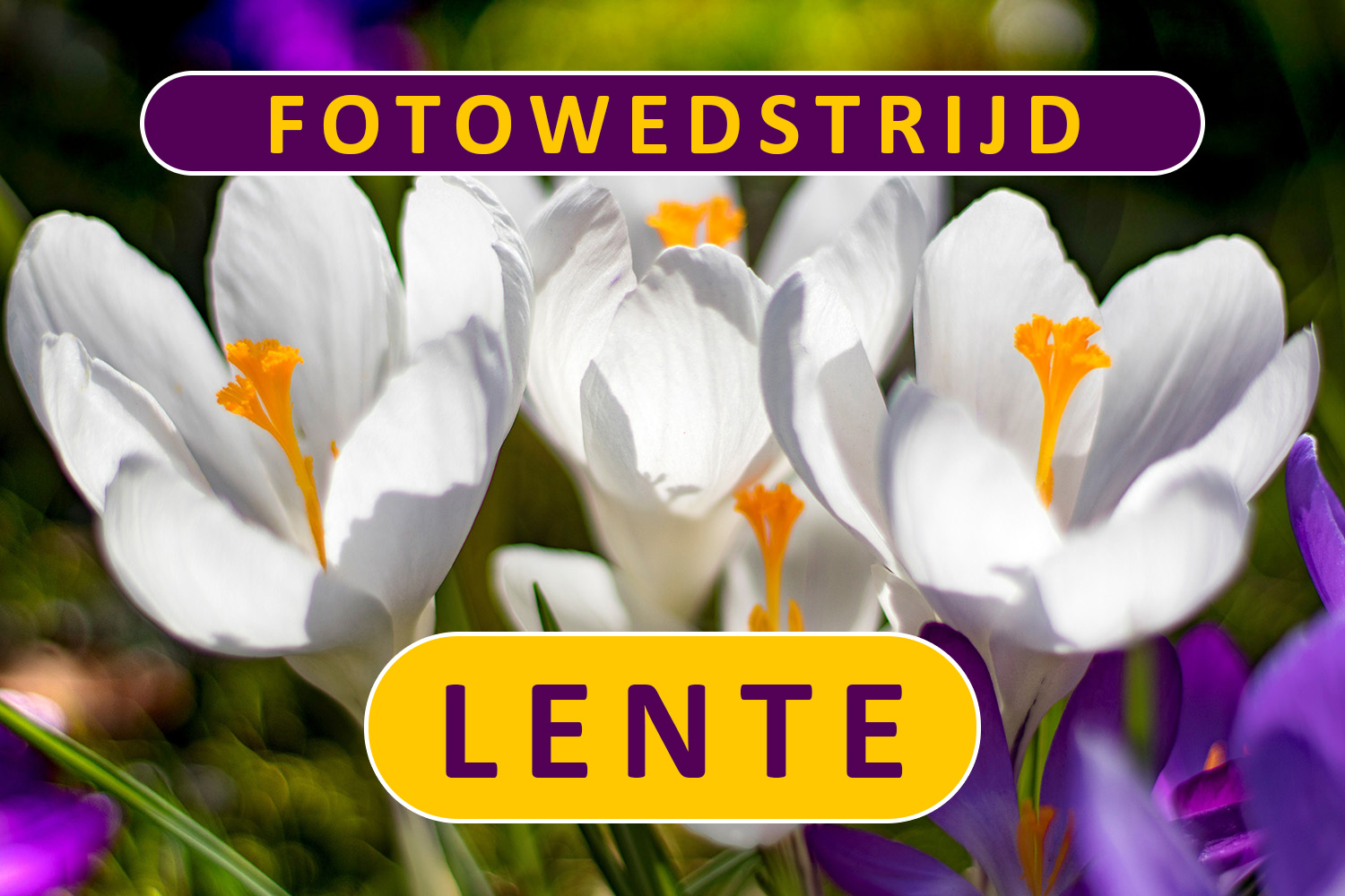 fotowedstrijd-lente