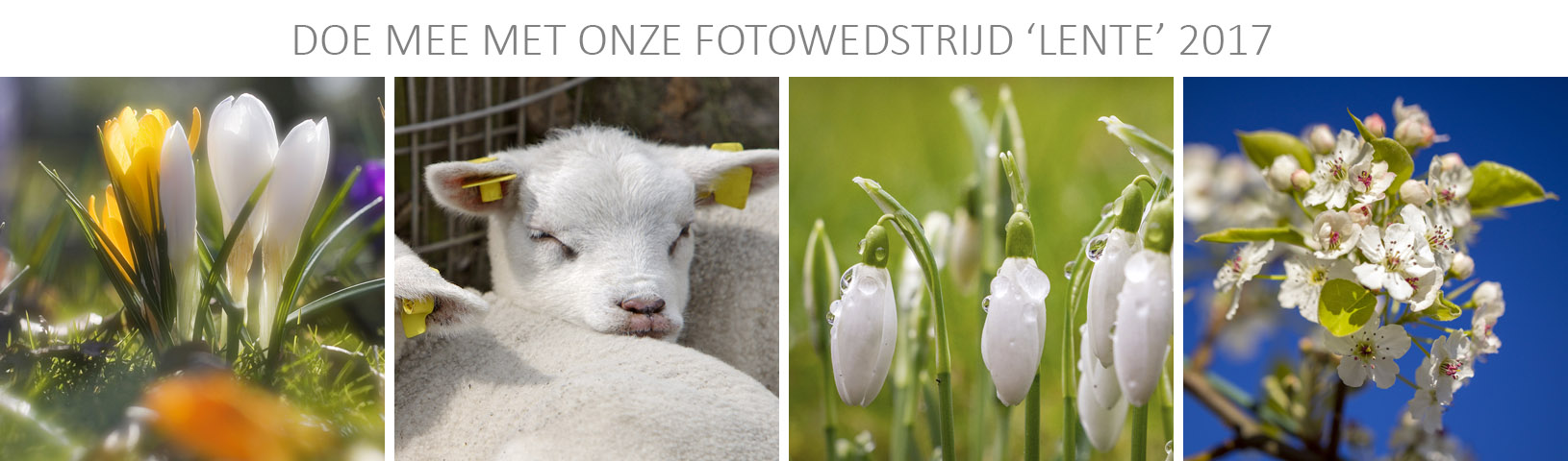 fotowedstrijd-lente