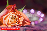 00_Bokeh_EF70-200_f28-165px.jpg