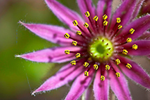 00_compositie01-216px.jpg