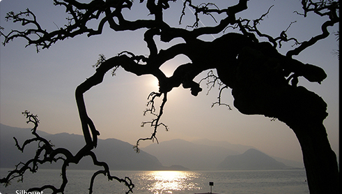silhouet