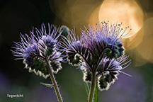 03_compositie01-216px.jpg