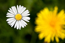 04_compositie02-216px.jpg
