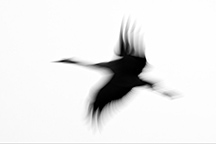 08_compositie01-216px.jpg