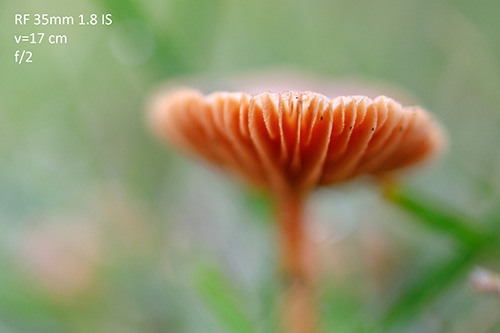 RF35mm-dof-f2-klein