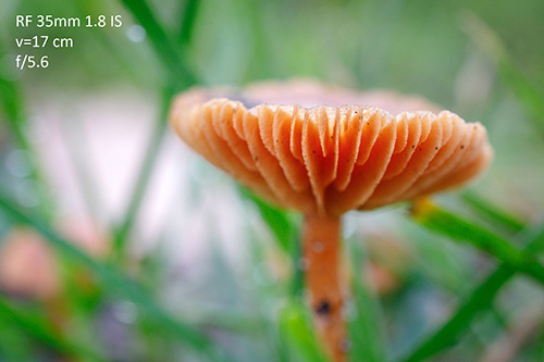 RF35mm-dof-f56-klein