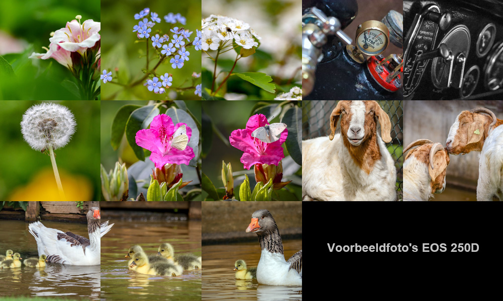 voorbeeldfoto's