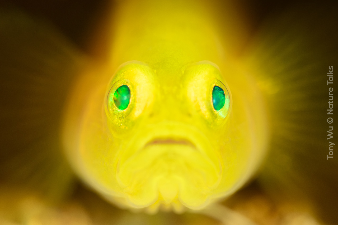 Kopie van Tony_Wu-Nature_Talks_Photo_Festival_2019-natuurfotografie-1280x853-lubricogobius-exiguus-super-macro-portrait-japan-201705-1632