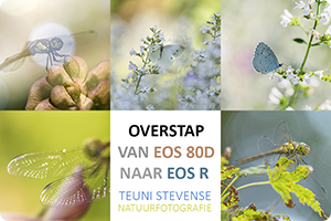 00_teuni-stevense.png