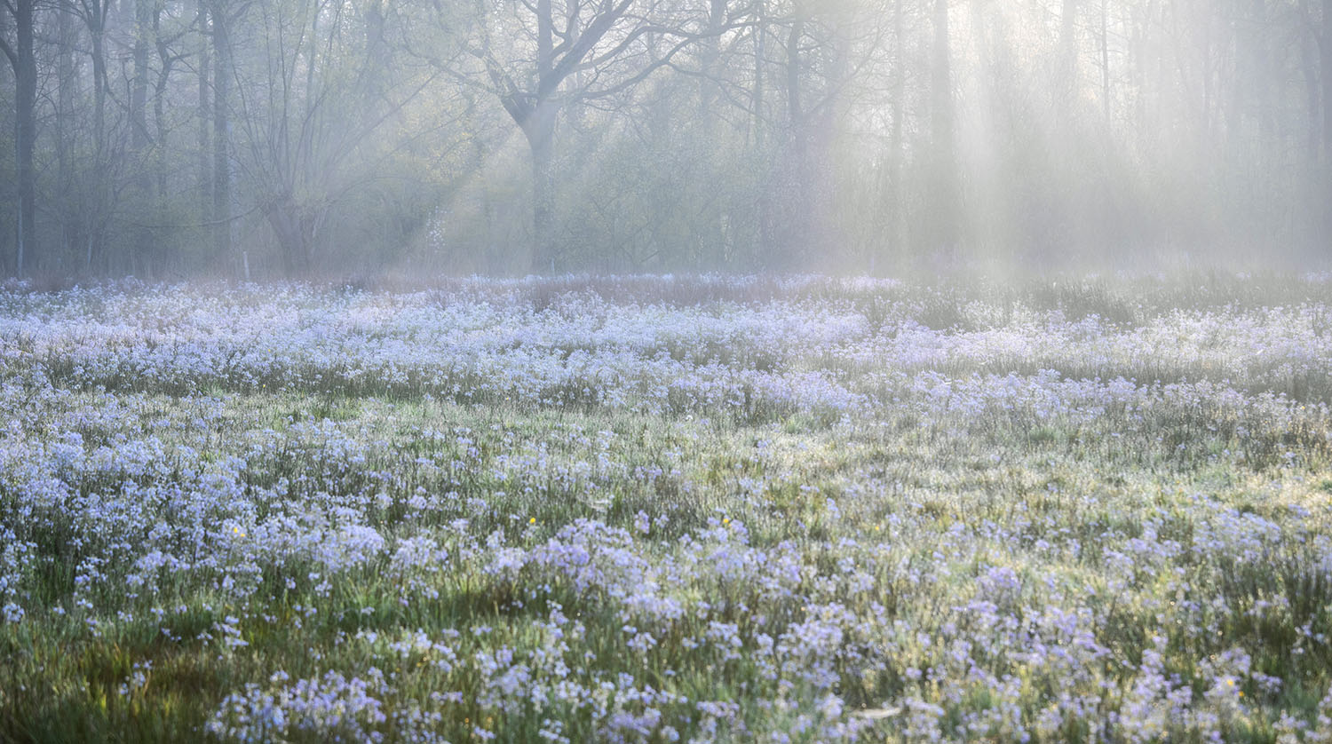 zonsopkomst pinksterbloemen