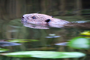 00_biesbosch-300px.jpg
