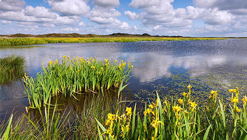 Texel