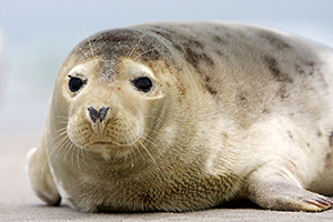 00_helgoland.jpg