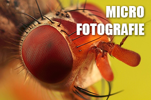 00_microfotografie.jpg