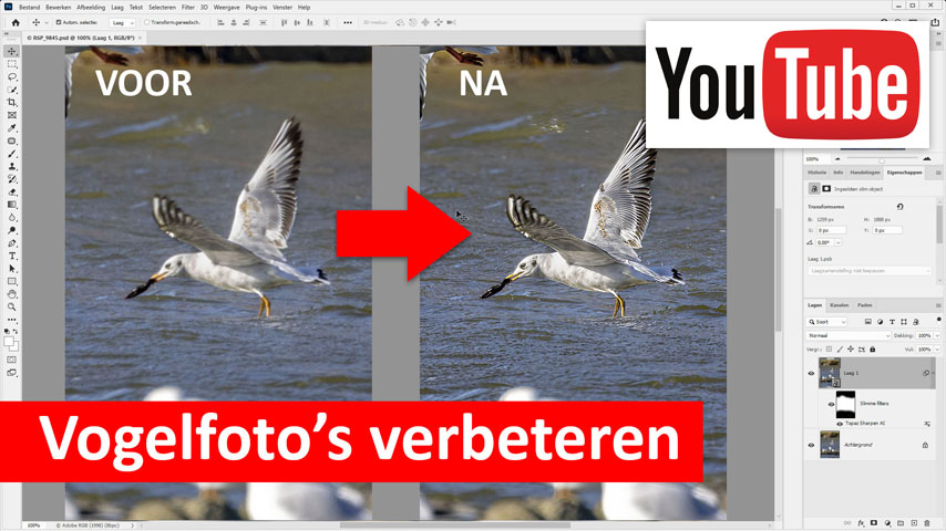 visual vogelfoto's