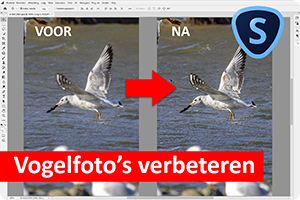 00_vogel-verscherpen.png