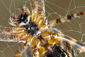 beeld_macro-32.jpg