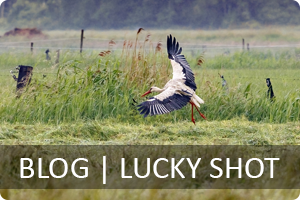 00_lucky-shot.png