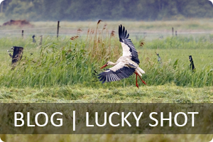 Blog Pieter | Lucky shot