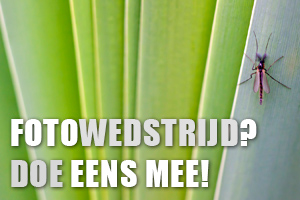 00_fotowedstrijd.jpg