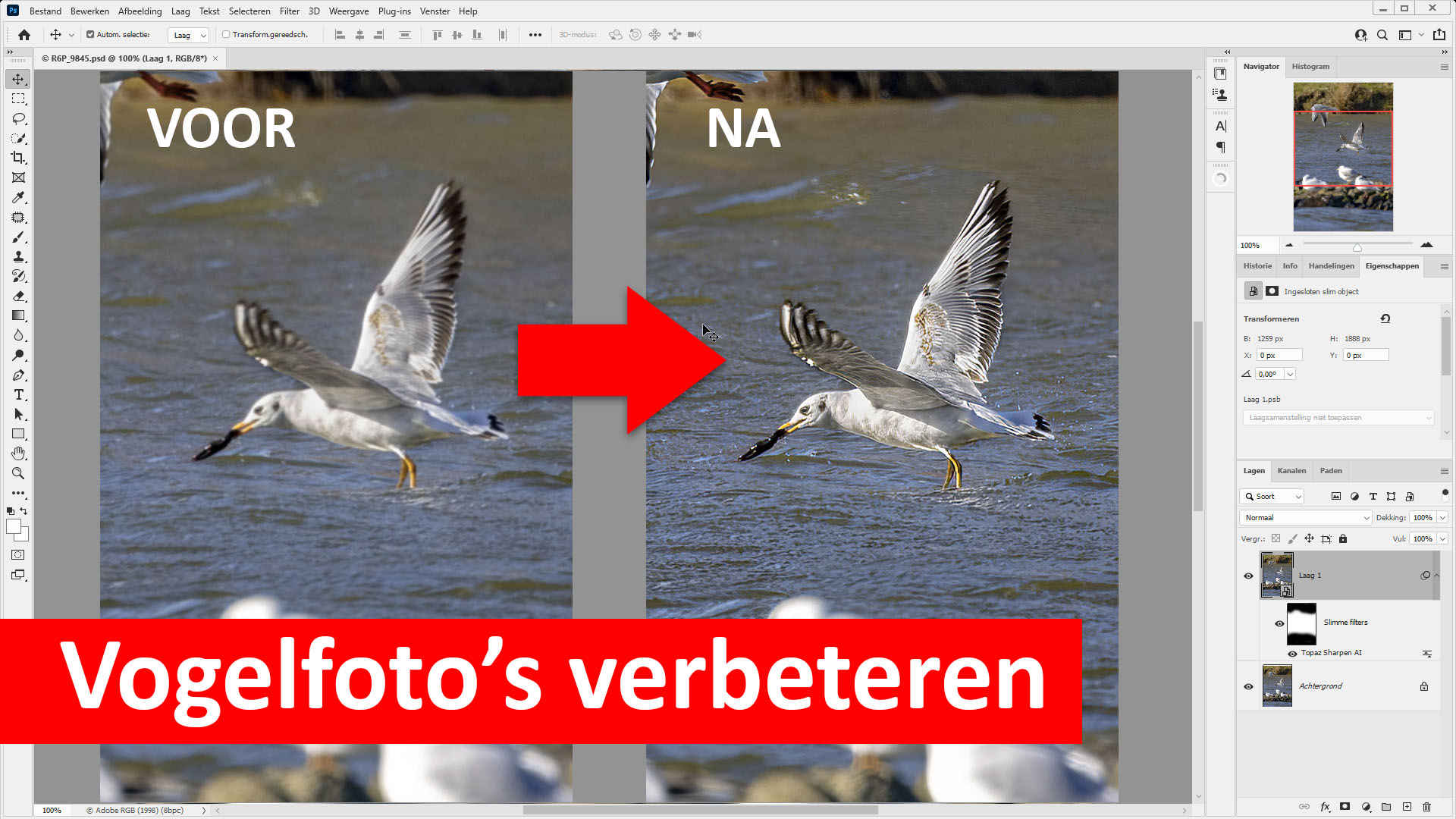 visual vogelfoto's