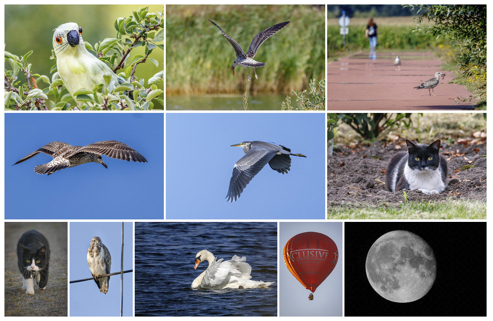 voorbeeldfoto's rf800 op eos r7