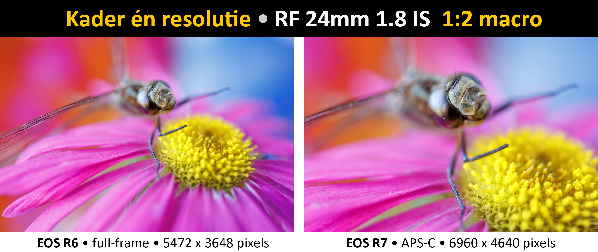RF24mm_macro_FF-APSC