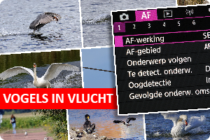 00_vogelvlucht.png