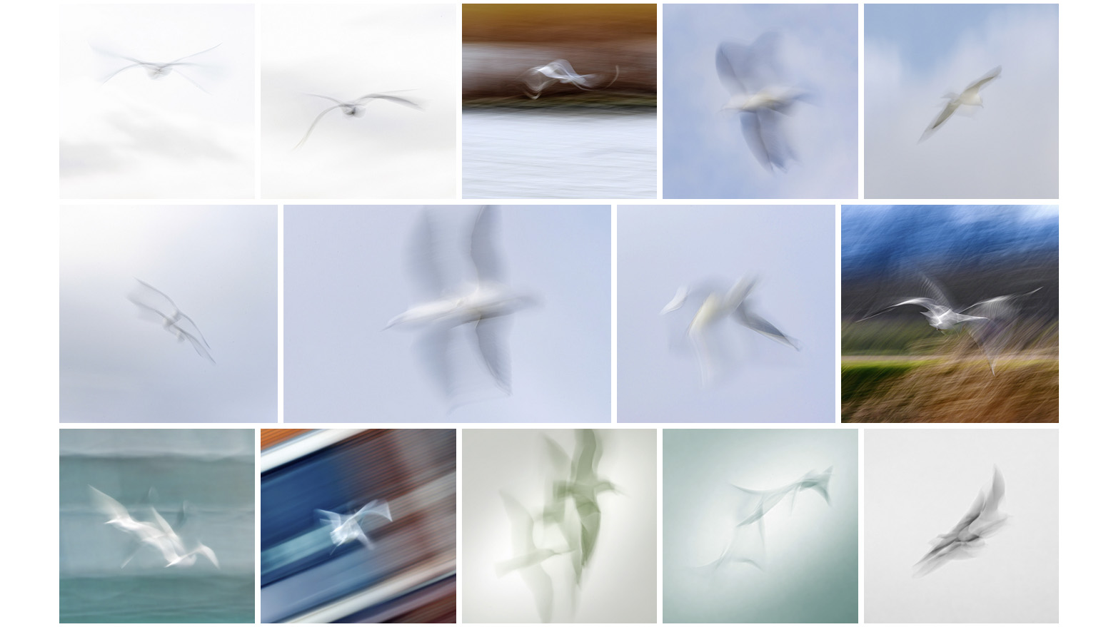 Portfolio bewogen vogels