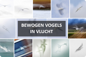 00_bewogen-vogels.png