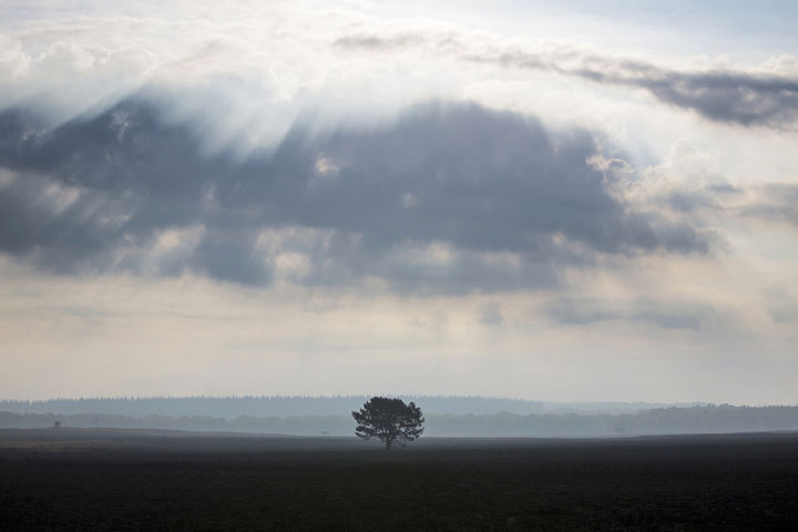 zc2014 - theo bosboom - natuur serie