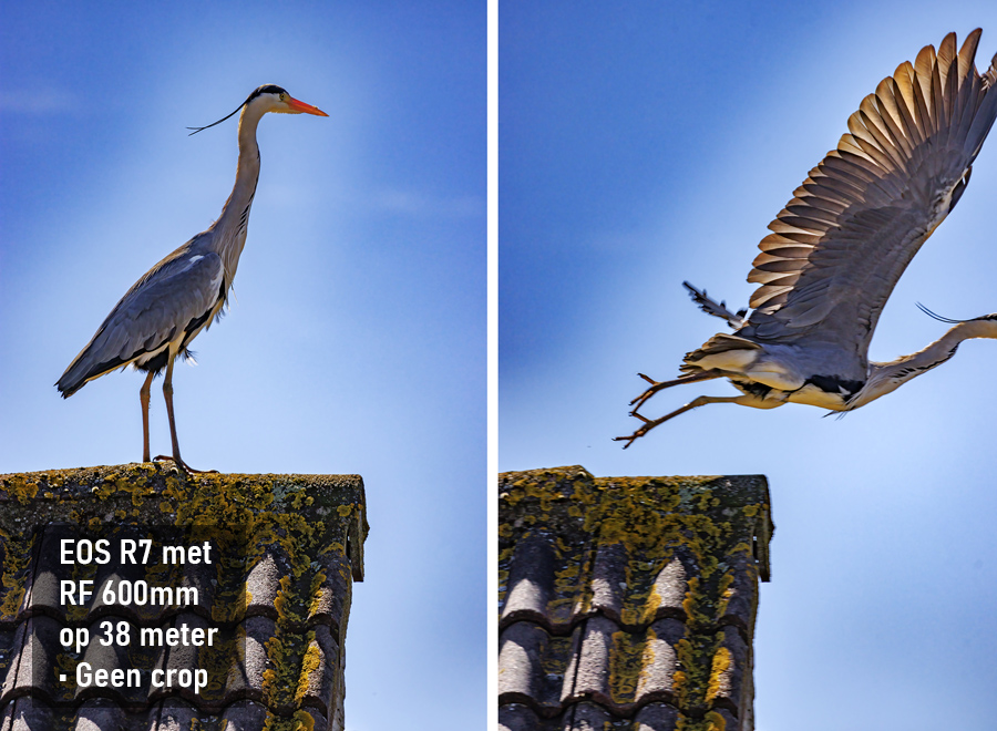 krapkader_vogel-gevlogen-klein