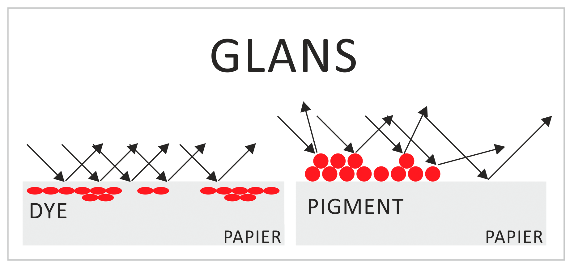 glans