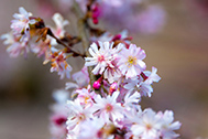 03-5D3_1039-189px