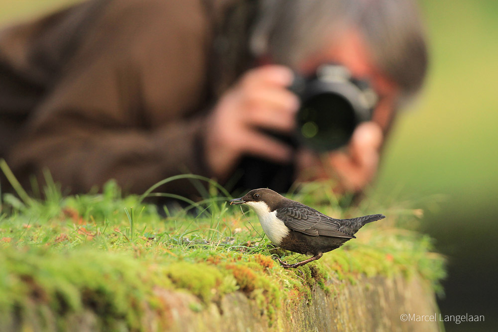 NatuurfotografieNL_credit_Marcel Langelaan