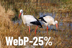WebP-25