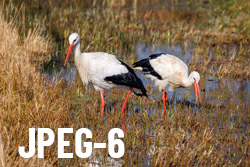 JPEG-6