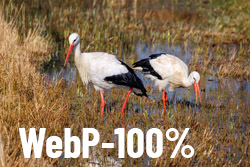 WebP-100