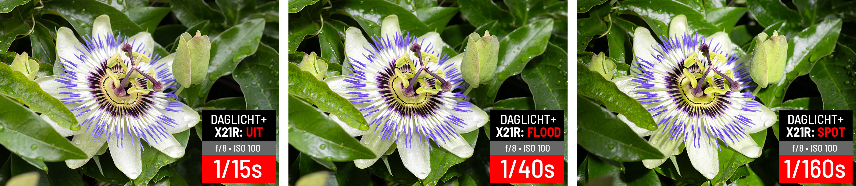 X21R-voorbeeld-passiebloem