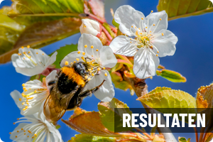 Resultaten | Peiling bijen en vlinders 2025