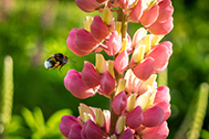 IMG_9780-189px