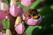 IMG_9796-189px